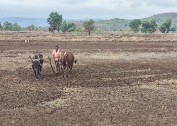 भात पेरणी अंतिम टप्प्यात