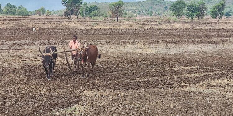 भात पेरणी अंतिम टप्प्यात