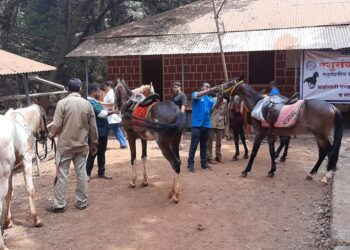 घोड्यांसाठी महाआरोग्य शिबीर