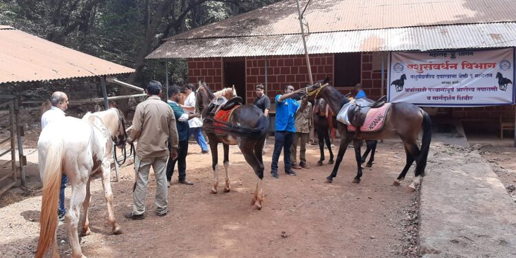 घोड्यांसाठी महाआरोग्य शिबीर