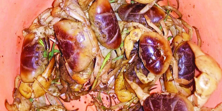 चविष्ट मूठ्यांची मागणी वाढतेय