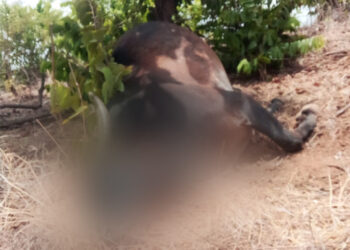 गुरांवर कोंड्यातून विषप्रयोग