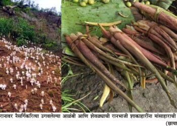 ग्रामीण भागात नैसर्गिक आळंबीची मेजवानी