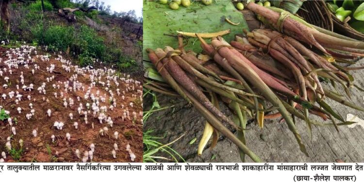 ग्रामीण भागात नैसर्गिक आळंबीची मेजवानी