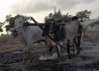 पावसाच्या आगमनाने बळीराजा सुखावला; नांगरणी, बेणनीच्या कामांना सुरुवात