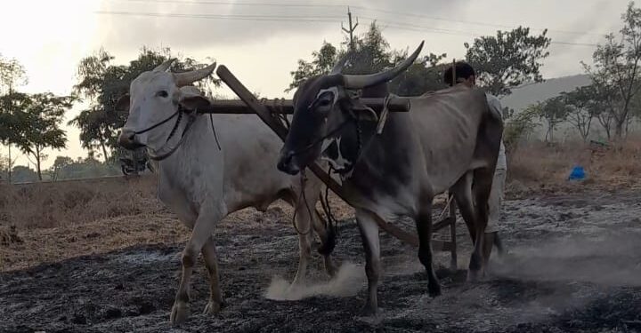 पावसाच्या आगमनाने बळीराजा सुखावला; नांगरणी, बेणनीच्या कामांना सुरुवात