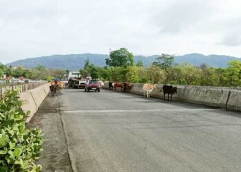 महामार्गावर मोकाट गुरांचा सुळसुळाट