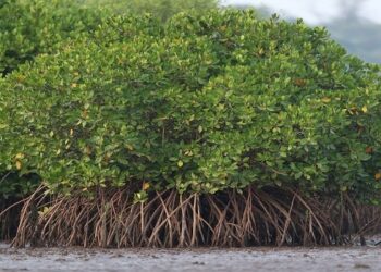 कांदळवनामुळे कामोठेकर त्रस्त