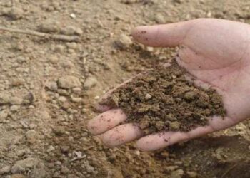 शेतजमिनीतून माती चोरीला