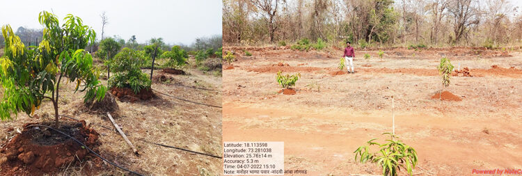 फळबाग लागवड योजनेत सहभागी व्हा; कृषी अधिकारी रवींद्र पवार यांचे आव्हान