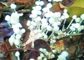 माथेरानच्या जंगलात अळंबीचा हंगाम सुरू