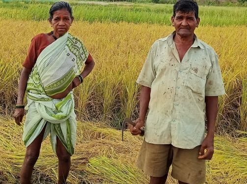 अनुभवाच्या जोरावर पिकविला वाडा कोलम