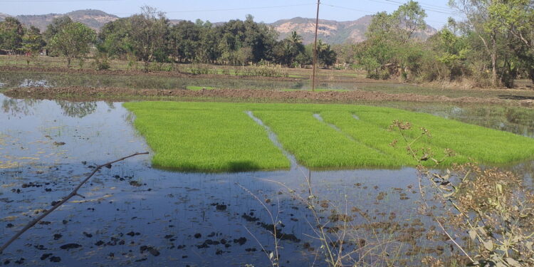 पावसाच्या आगमनाने राबाला नवसंजीवनी; शेतकर्‍यांना दिलासा