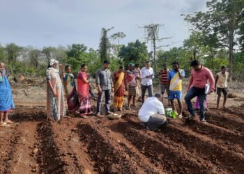 गटशेतीच्या माध्यामातून सुरण लागवडीचा प्रयोग