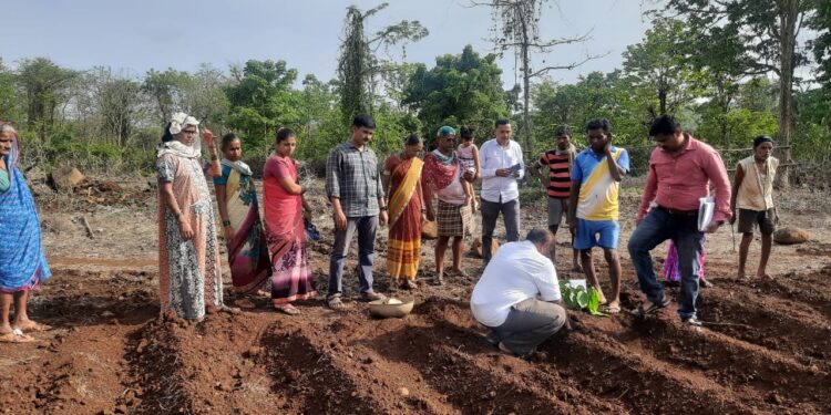 गटशेतीच्या माध्यामातून सुरण लागवडीचा प्रयोग