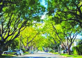 पनवेल महापालिका क्षेत्रात वृक्षगणना सुरु