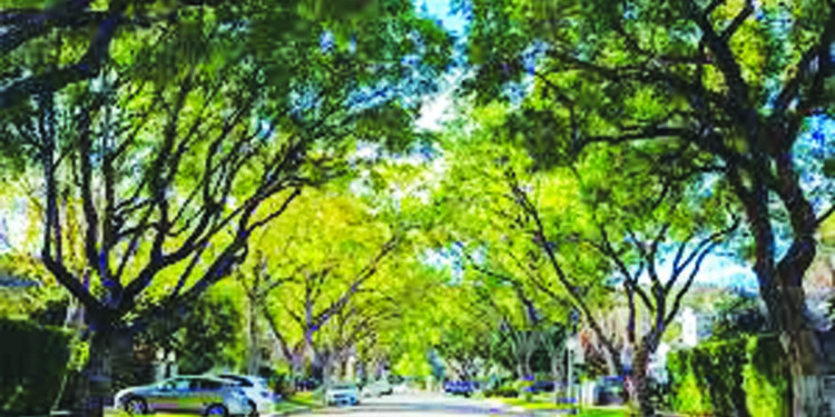 पनवेल महापालिका क्षेत्रात वृक्षगणना सुरु