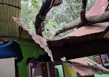 माथेरान मध्ये घरावर झाड कोसळले