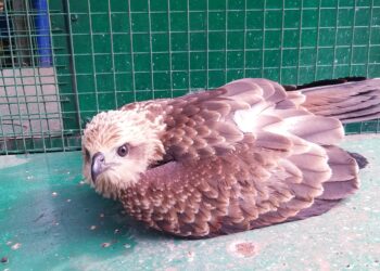 जखमी घारीच्या पिल्लाला मिळाले जीवदान