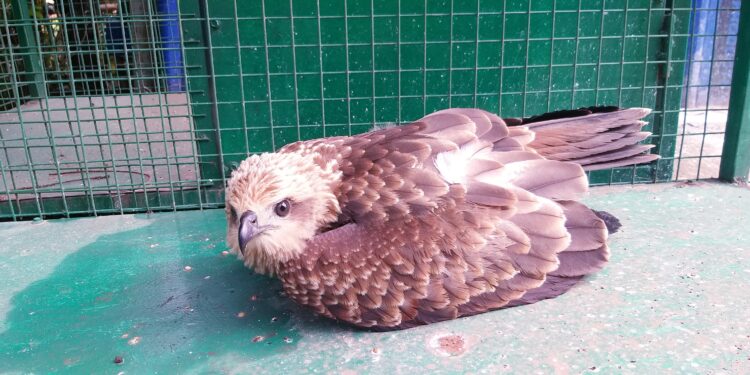 जखमी घारीच्या पिल्लाला मिळाले जीवदान