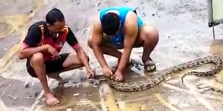 बापरे! खोपोलीत सापडला भला मोठा अजगर