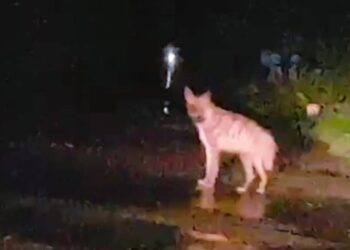 सुधागड तालुक्यात भेरव परिसरात तरस आढळला