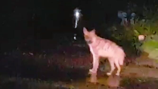 सुधागड तालुक्यात भेरव परिसरात तरस आढळला