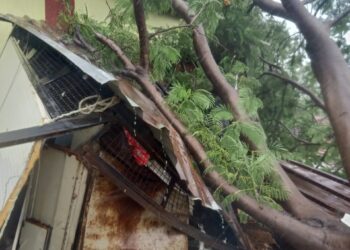 अतिवृष्टीचा फटका! शाळेवर झाड कोसळले