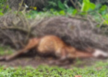 पशुपालकांवर दुःखाचा डोंगर, ४८ जनावरे दगावल्याची स्थानिकांची माहिती