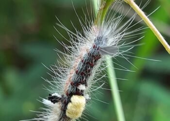 सुरवंट ते फुलपाखरू अनोखा प्रवास!