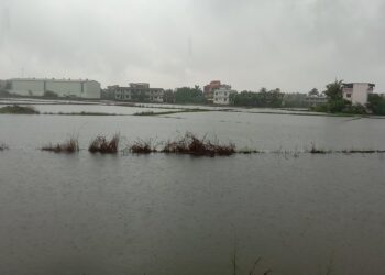 दमदार पावसामुळे खोपटा गावाजवळील भात शेती पाण्याखाली