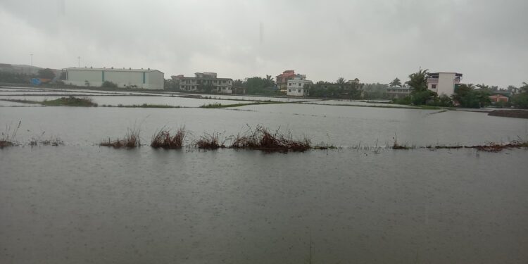 दमदार पावसामुळे खोपटा गावाजवळील भात शेती पाण्याखाली