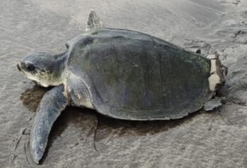 मुरूड समुद्रकिनारी जिवंत लॉगहेड जातीचे कासव