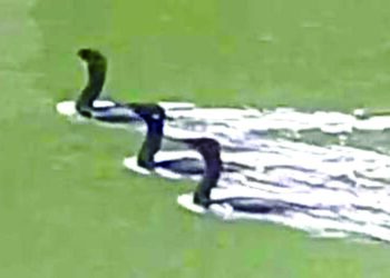 रामेश्‍वरच्या पुष्करणीत पाणकावळ्याचे आगमन