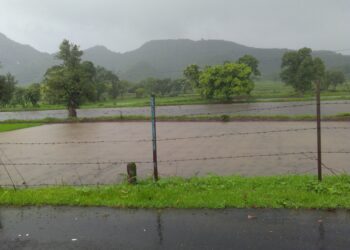 शेती पाण्याखाली गेल्याने रोपे कुजण्याची भीती