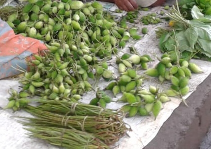 जंगलतोडीमुळे रानभाज्या दुर्मिळ