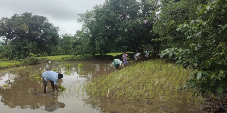 कसळखंड येथे चारसूत्री भातलागवड
