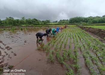 कृषी सहाय्यकांकडून ‘चारसूत्री’चे प्रात्यक्षिक