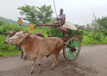 बळीराजाच्या घामाला सर्जा-राजाची जोड