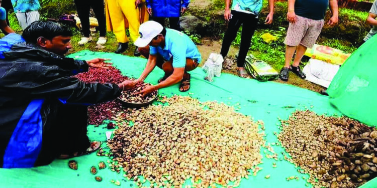 कोमनादेवी ऑक्सिजन पार्कमध्ये बीजारोपण