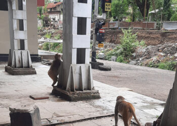 कर्जत रेल्वे स्थानकात वानरसेनेचा वावर