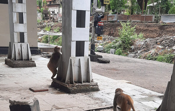 कर्जत रेल्वे स्थानकात वानरसेनेचा वावर