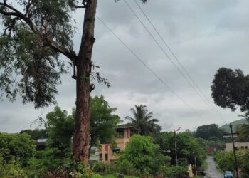 मोबाईल टॉवर केबलसाठी खोदाई वृक्षाच्या मुळावर