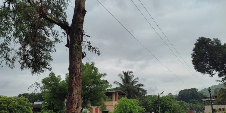 मोबाईल टॉवर केबलसाठी खोदाई वृक्षाच्या मुळावर
