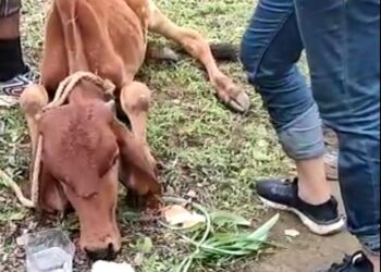 माणुसकीच्या टीमने दीले मुक्या वासराला जीवदान