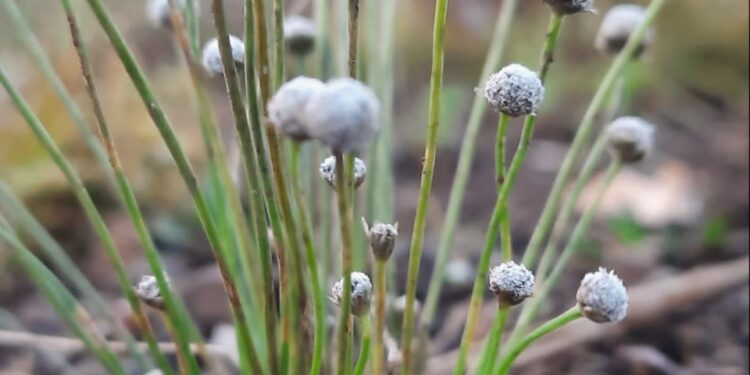 श्रावणसरीनं बहरली रानफुलं…