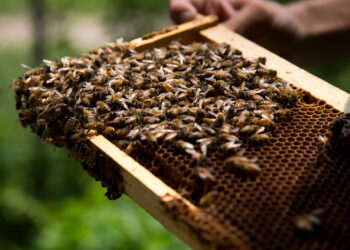 मधमाशापालन योजनेचा लाभ घेण्याचे आवाहन