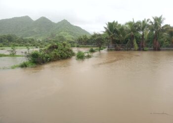 भातपिकाचे नुकसान; शेतकर्‍यांना भरपाईची अपेक्षा