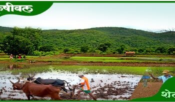 टोकण भातलागवड कोकणासाठी आदर्शवत