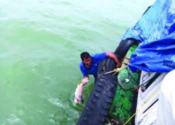 एका माशासाठी चक्क लाँच सेवा केली ठप्प